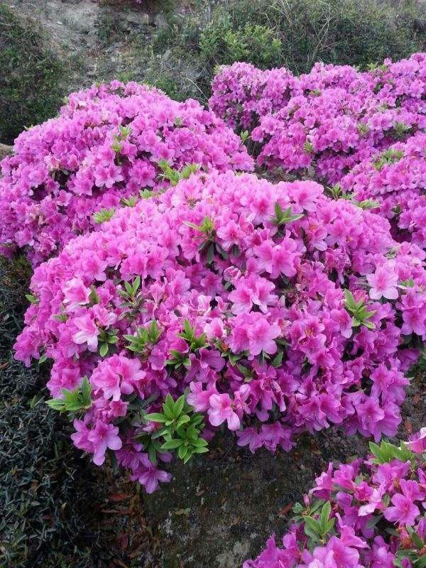 多年開(kāi)花的草本花卉有哪些？