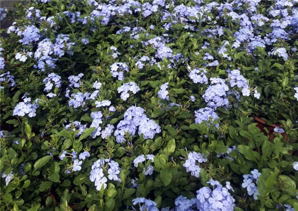藍(lán)雪花