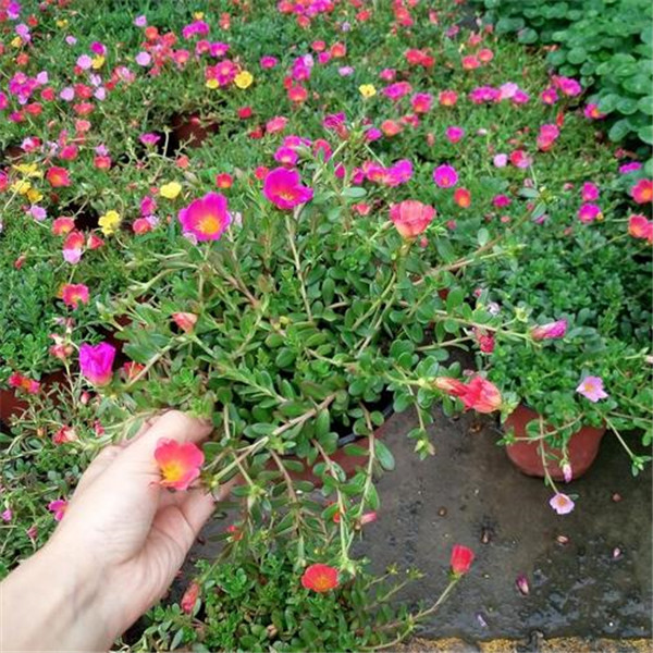 太陽(yáng)花圖片(又名大花馬齒莧)