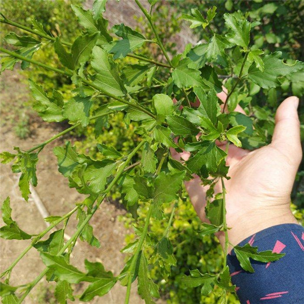 木槿基地實(shí)拍圖片