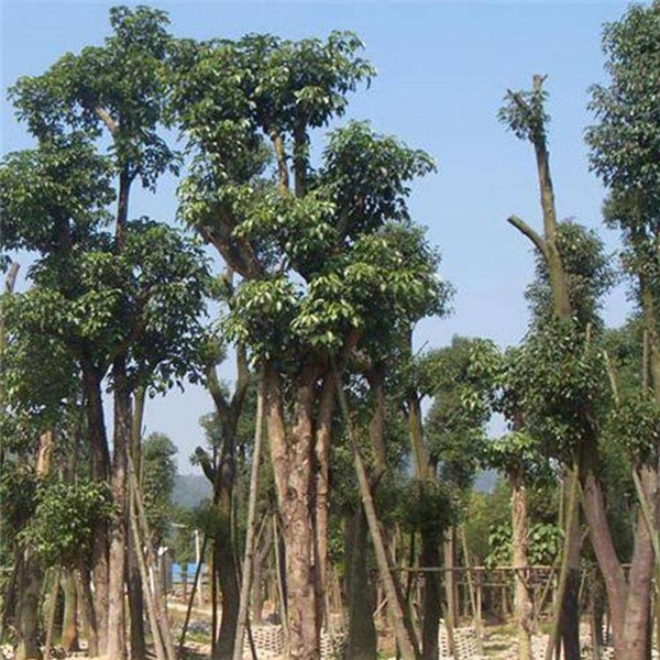 重陽木基地實(shí)拍圖