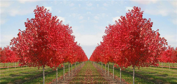 三季紅紅楓的栽培養(yǎng)護(hù)技巧
