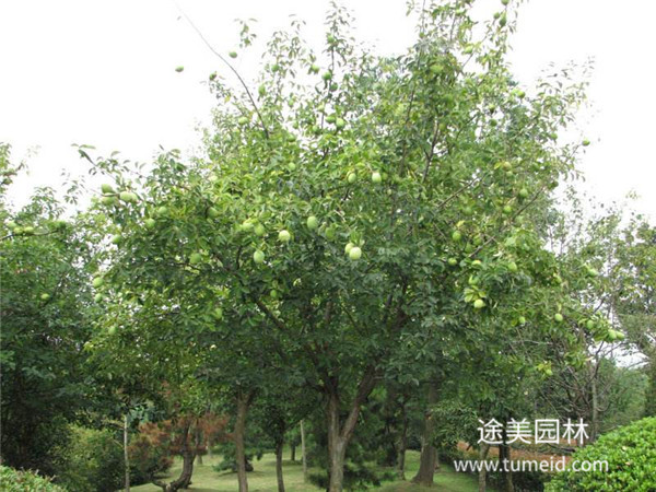 http://www.zyybxy.cn/ch/30.html