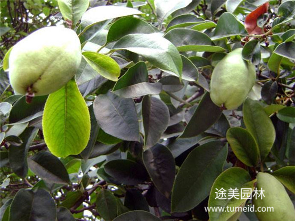 http://www.zyybxy.cn/ch/30.html