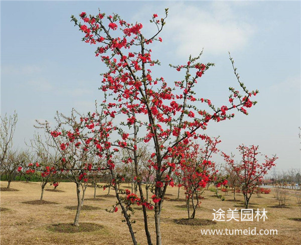 http://www.zyybxy.cn/ch/30.html