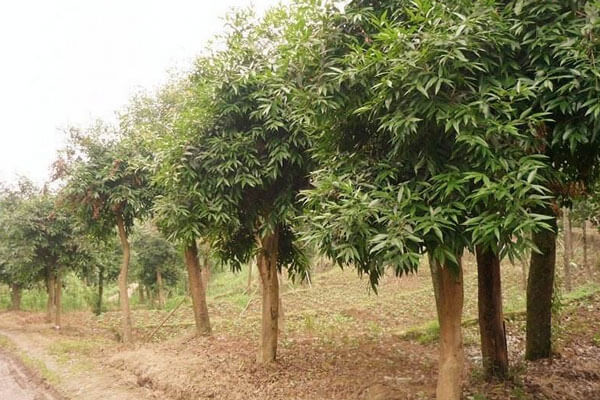 水晶蒲桃基地實(shí)拍圖