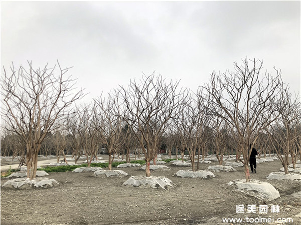 紫薇基地實拍圖
